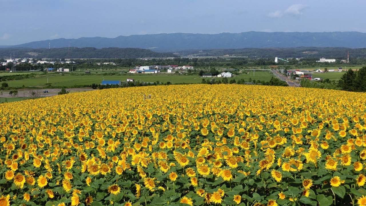 🏞️ 홋카이도립 선필러 파크 (北海道立サンピラーパーク) 이미지 6